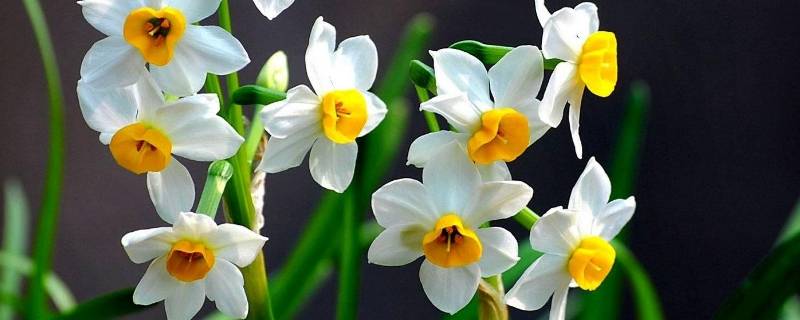 对水仙花的感悟（对水仙花的感悟句子）