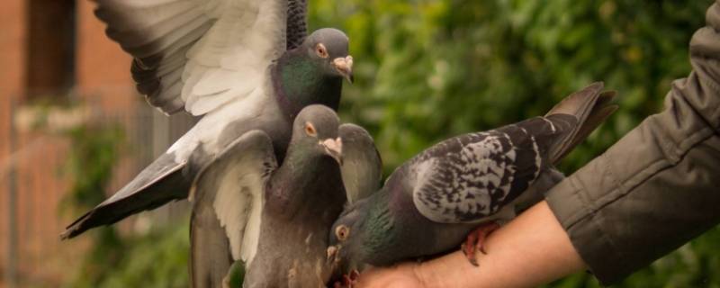 鸽子的寓意和象征意义（鸽子的寓意和象征意义是什么）