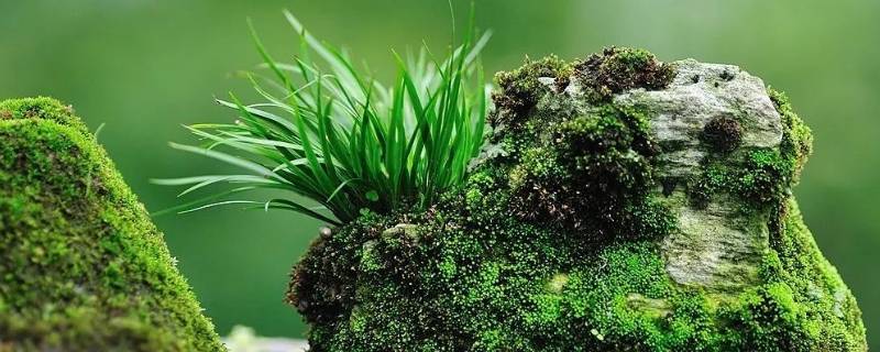 菖蒲怎么读（菖蒲怎么读什么意思）