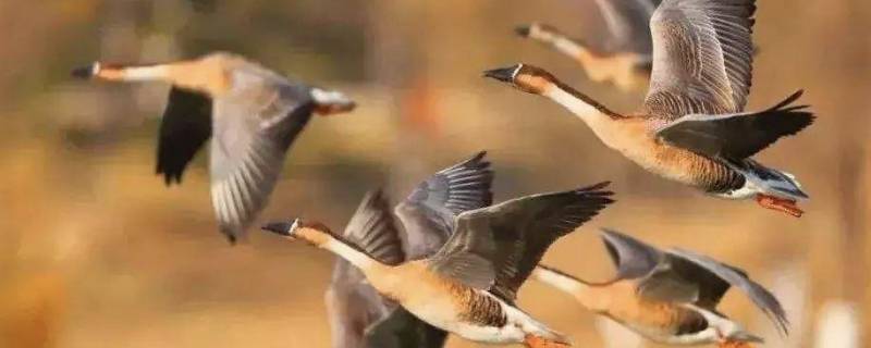 大雁往北飞寓意（大雁往南飞寓意是什么）