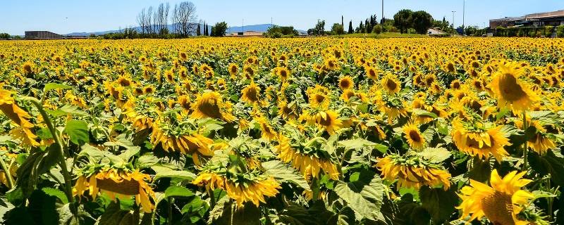 东莞向日葵花海在哪里（东莞有向日葵景点吗）