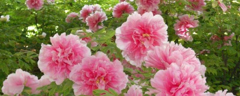 牡丹植物记录卡怎么写 关于牡丹的记录卡