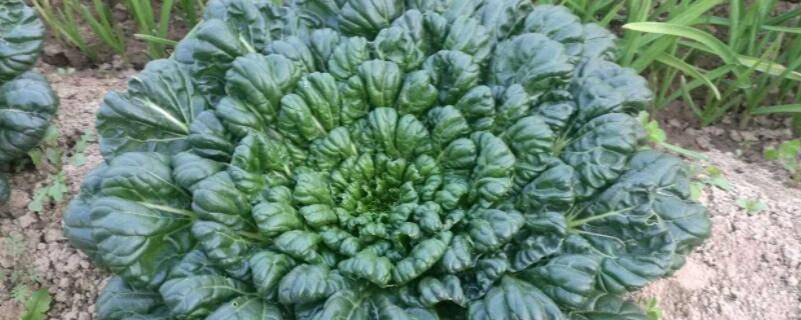 菊花菜的做法 凉拌菊花菜的做法