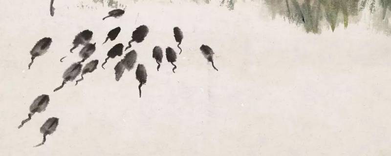 蝌蚪是吃什么的（蝌蚪是吃什么的食物）