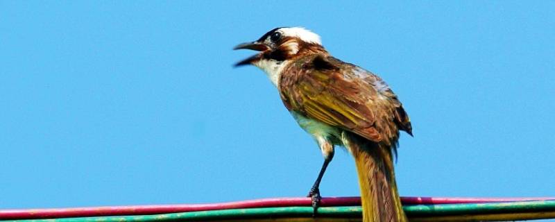 白头翁鸟的寓意和象征 白头翁鸟的寓意和象征风水