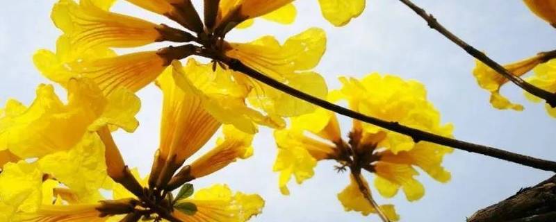 春天开黄花的树 春天开黄花的树名称
