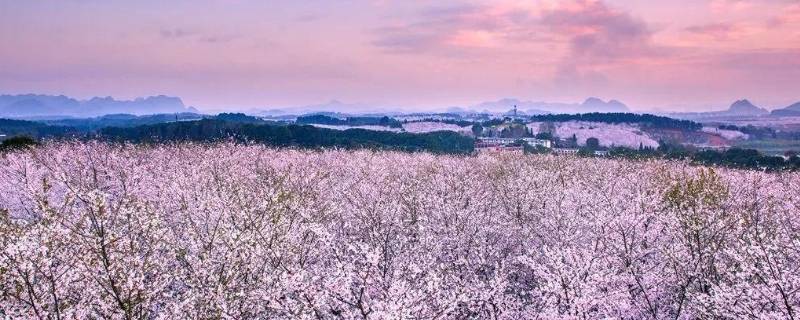 贵阳樱花园在哪里 贵州最大的樱花园在哪里