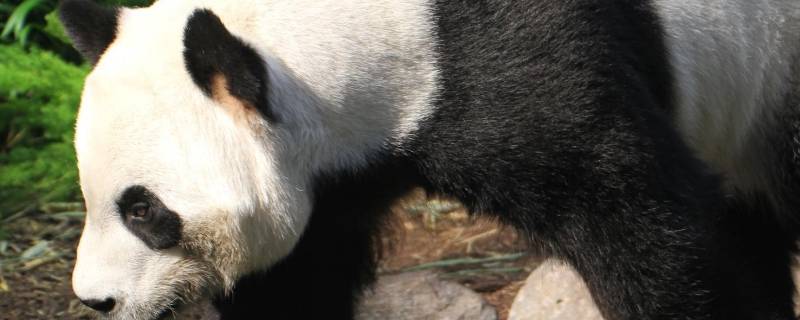 大熊猫发源地 大熊猫发源地简介