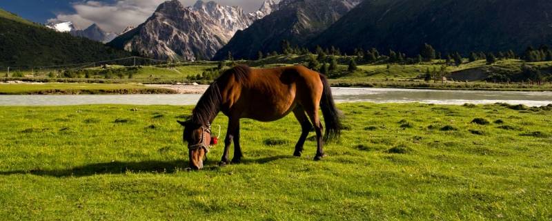 关于马的吉祥话 马的吉祥语