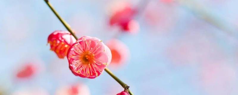 照母山梅花在哪个位置 照母山红梅花在哪个位置