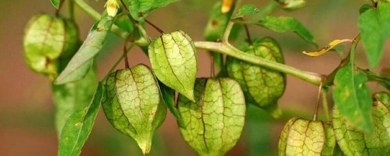 菇娘学名是什么（东北菇娘学名是什么）