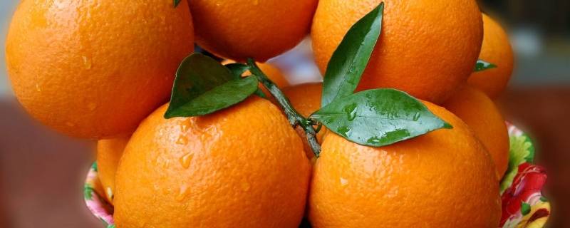 关于橙子的吉祥语（关于橙子的吉祥话）