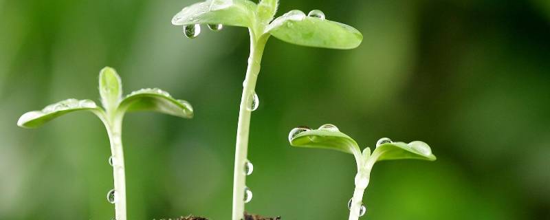 春天早上问候语（春天早上问候语大全）