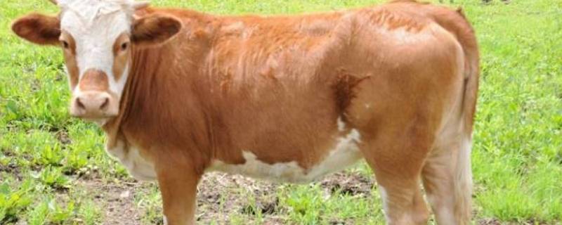 关于牛的传说故事简写（关于牛的传说故事简写怎么写）