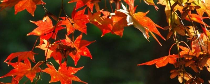 枫树的寓意和象征意义（枫树的寓意和象征意义图片）