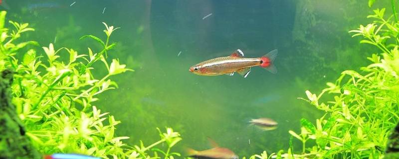 福建水生动物有哪些（福建水生动物有哪些图片）