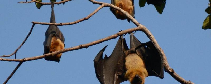 蝙蝠冬天冬眠吗 蝙蝠冬眠吗 在哪冬眠