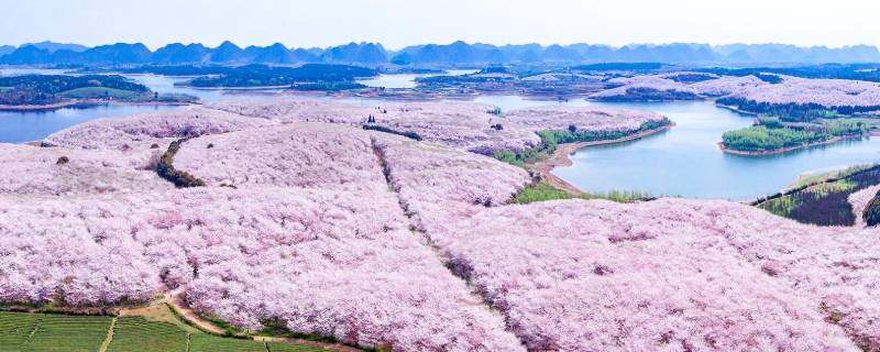 贵州万亩樱花在什么地方（贵州万亩樱花在什么地方种植）