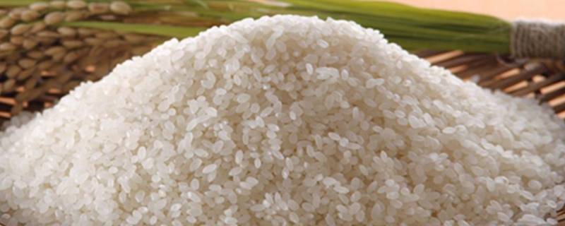 大米发源地 大米发源地在哪里