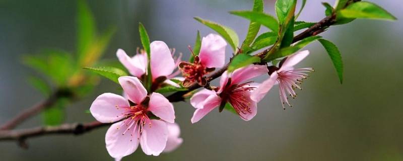 春天的活动主题名称 春天的活动主题名称商业主题