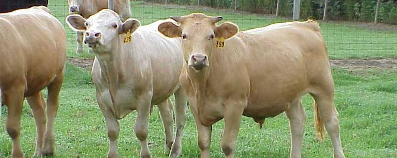 跟牛有关的名字 跟牛有关的名字大全