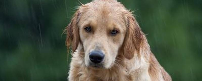 狗和狼怎么区分 狗和狼怎么区分视频