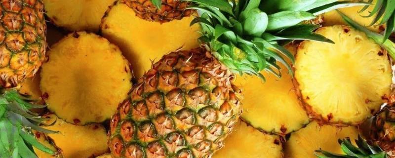 菠萝和菠萝蜜有啥区别（菠萝蜜和菠萝有什么区别）