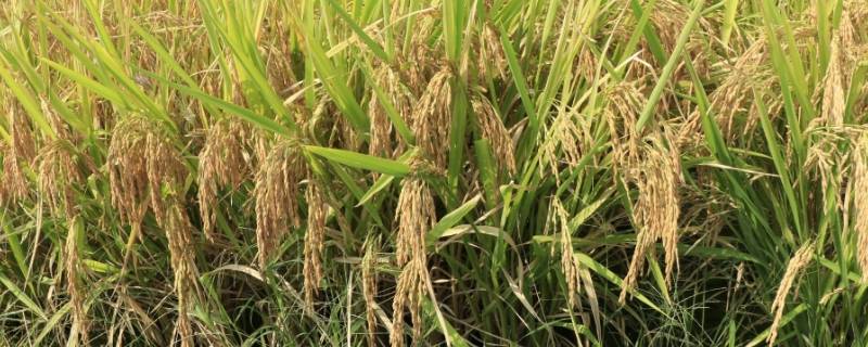 水稻的发源地 水稻的发源地是海南吗