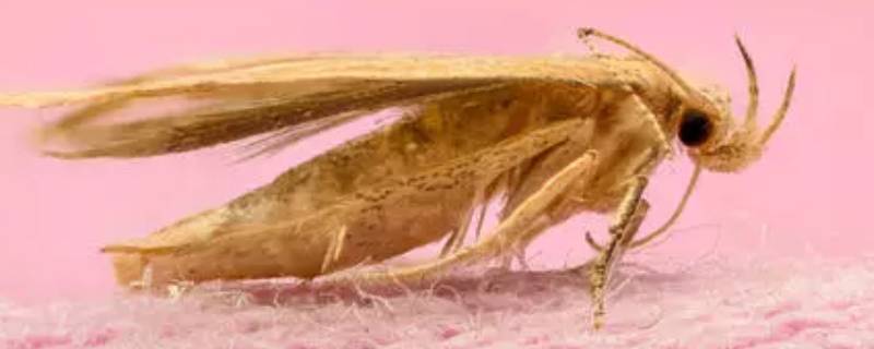 皮蠹虫怎么消灭（皮蠹虫怎么能彻底消灭）
