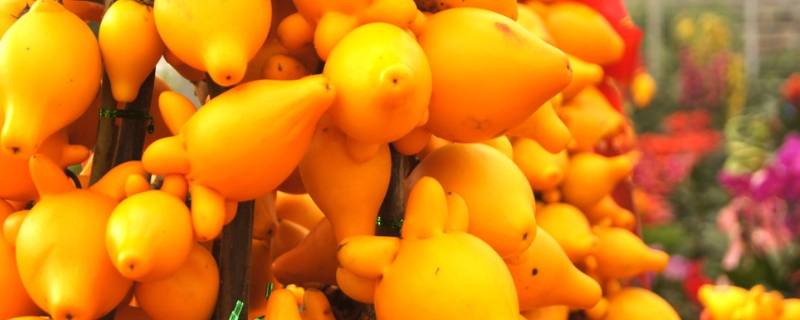 五代同堂果可以吃吗 五代同堂果有毒吗