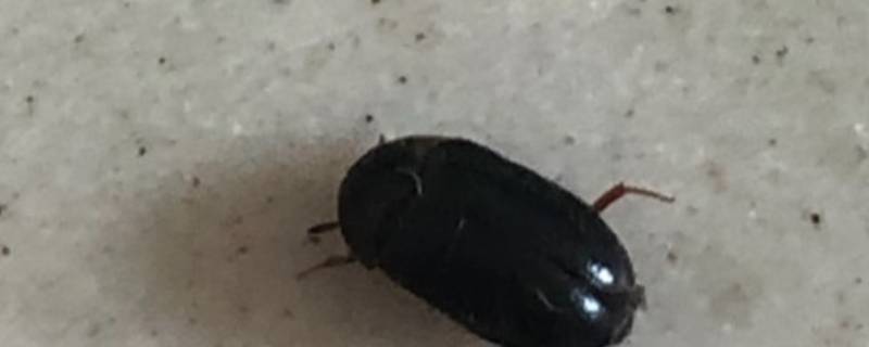 卧室有黑色硬壳小虫源头在哪（卧室有黑色硬壳小虫源头在哪身上有棕色条纹）