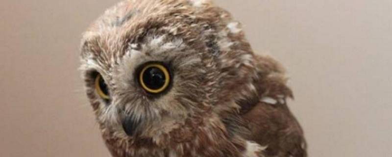 猫头鹰品种 哈利波特猫头鹰品种