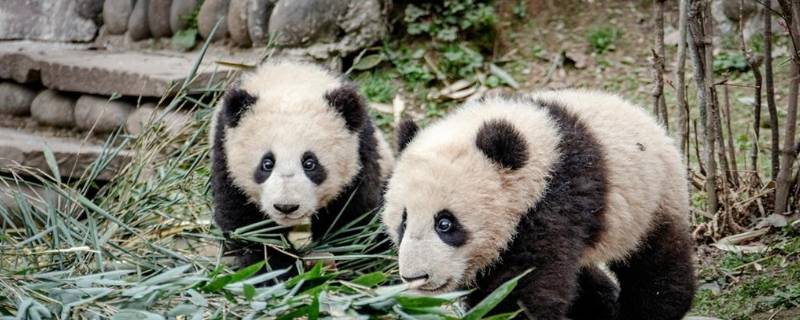 怎么介绍大熊猫（怎么介绍大熊猫的样子）