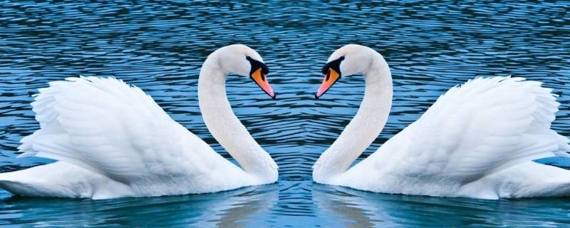 天鹅会飞吗还是会游泳（野鸭会飞吗还是会游泳）