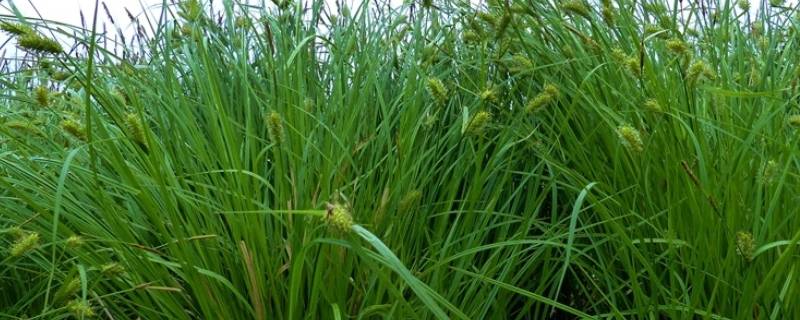 乌拉草有什么用处（乌拉草有什么用处和功效）