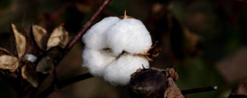 木头棉花属于什么材料（木头棉花属于什么材料塑料）
