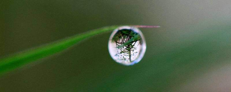 露珠精神是指什么 你认为露珠精神是什么精神