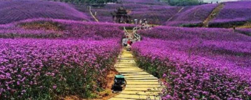 安顺花海风景区在哪里 安顺的花海在哪里