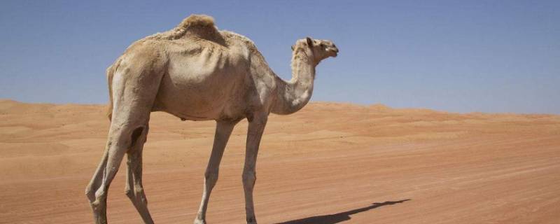 骆驼的家在哪里 骆驼家在哪里填一填