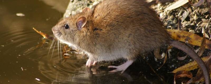 天花板隔层有老鼠怎么办（天花板隔层有老鼠怎么办呢）