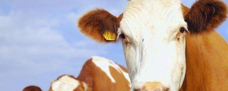 牛毛怎么快速清除（牛毛怎么快速清除味道）