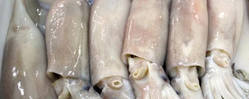 乌贼怎么处理 乌贼怎么处理怎么清洗