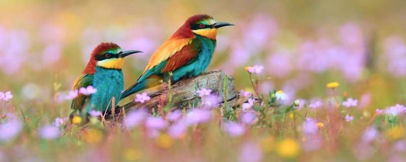 10种代表春天的动物（10种代表春天的动物植物）