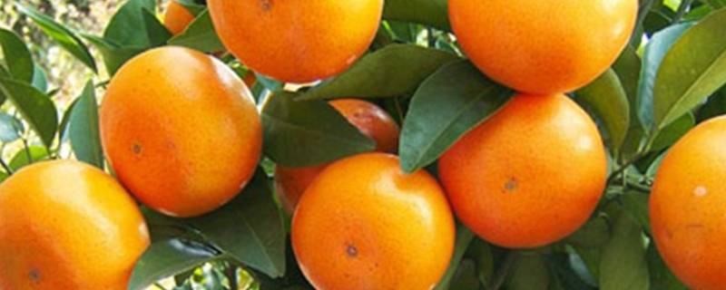 乌柑和沃柑什么区别（乌柑和沃柑什么区别呢）