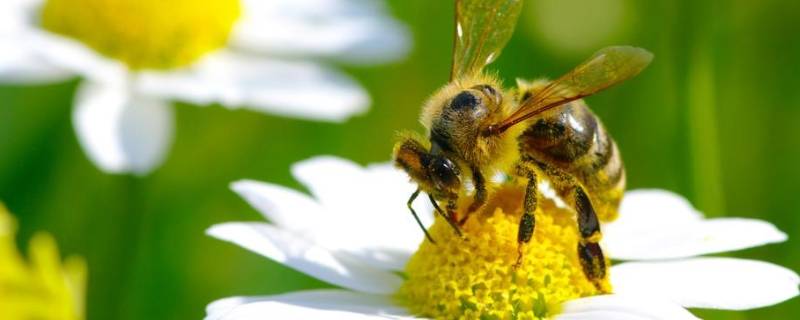 怎么把蜜蜂赶出卧室 如何把蜜蜂赶出房间