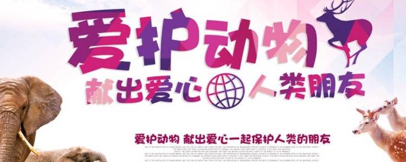 爱护动物的宣传标牌 爱护动物的宣传标牌简笔画