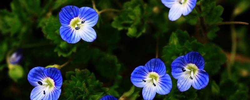 阿拉伯婆婆纳名字由来 阿拉伯婆婆纳名字由来和含义