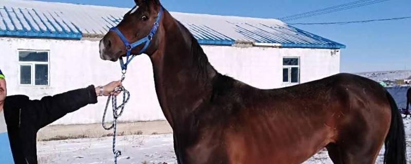 马的家被称为什么（马的家叫做什么）