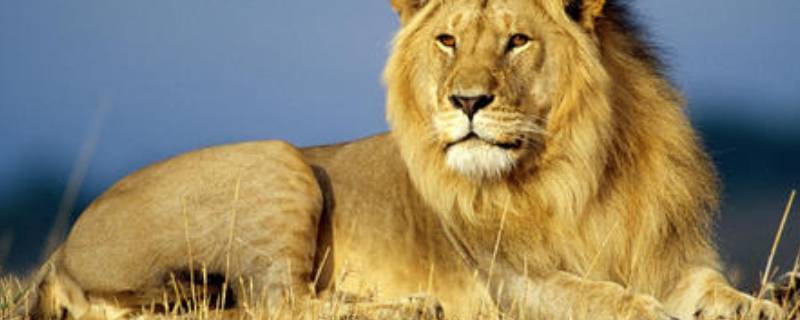 动物的由来 12生肖的真实来历故事