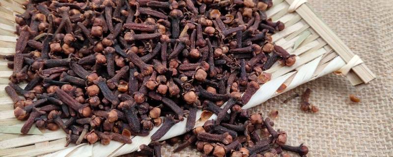 丁香适合炖什么肉（丁香炖什么肉好吃）